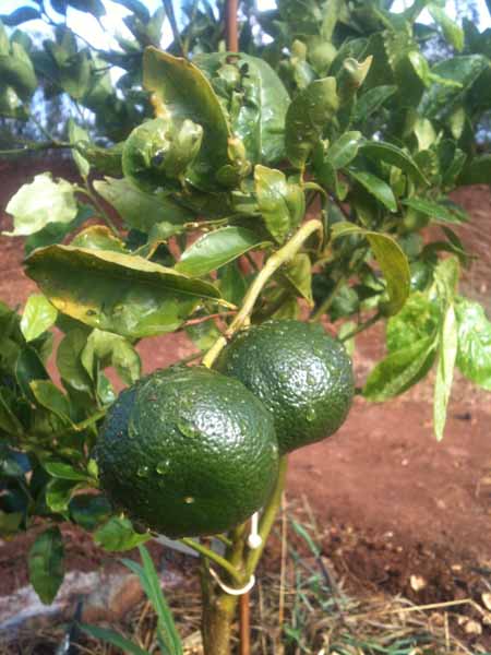 citrus trees already producing