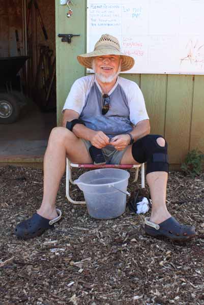 collecting pigeon peas for berm
