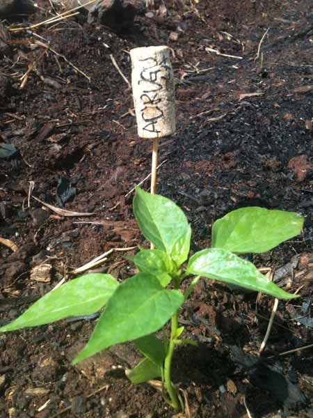 recycled cork as label